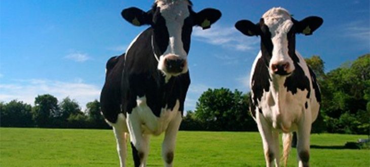 Tienes dos vacas, y con ellas explicas todo